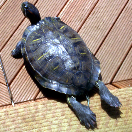 猫, チンチラ・ゴールデン, 来夢, 来喜