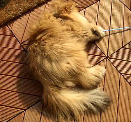 猫, チンチラ・ゴールデン, 来夢, 来喜