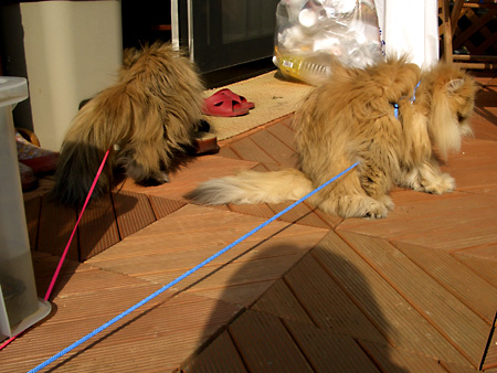 猫、チンチラ・来夢、来喜、ミドリガメ・マックス、コロタン