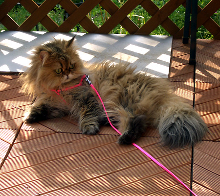 猫, チンチラ・ゴールデン, 来夢, 来喜