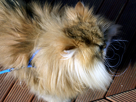 猫、チンチラ・来夢、来喜、ミドリガメ・マックス、コロタン