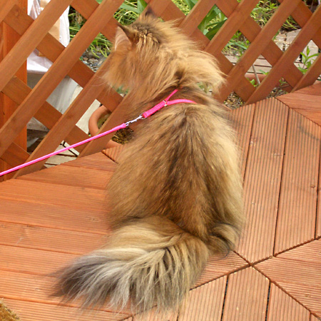 猫, チンチラ・ゴールデン, 来夢, 来喜