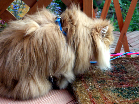 猫、チンチラ・来夢、来喜、ミドリガメ・マックス、コロタン