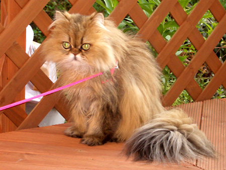 猫、チンチラ・来夢、来喜、ミドリガメ・マックス、コロタン