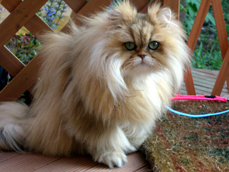 猫、チンチラ・来夢、来喜、ミドリガメ・マックス、コロタン