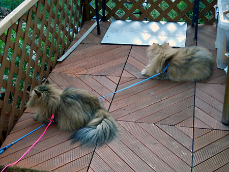 猫、チンチラ・来夢、来喜、ミドリガメ・マックス、コロタン