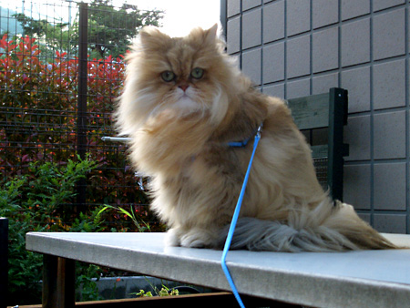 猫、チンチラ・来夢、来喜、ミドリガメ・マックス、コロタン