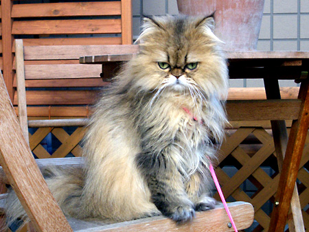 猫、チンチラ・来夢、来喜、ミドリガメ・マックス、コロタン