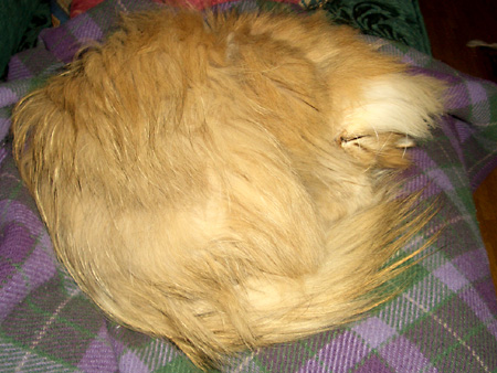 猫、チンチラ・来夢、来喜、ミドリガメ・マックス、コロタン