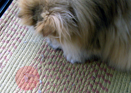 猫, チンチラ・ゴールデン, 来夢, 来喜