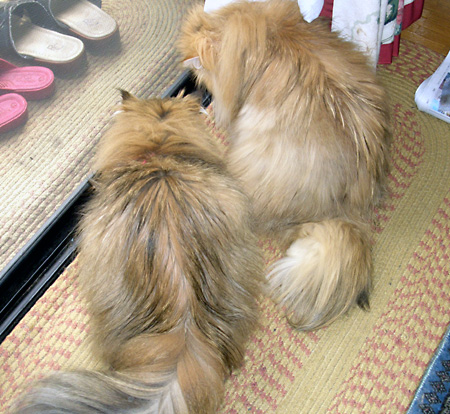 猫, チンチラ・ゴールデン, 来夢, 来喜