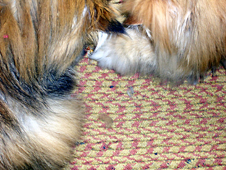 猫、チンチラ・来夢、来喜、ミドリガメ・マックス、コロタン