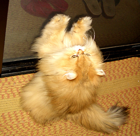 猫, チンチラ・ゴールデン, 来夢, 来喜