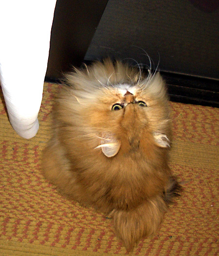 猫, チンチラ・ゴールデン, 来夢, 来喜