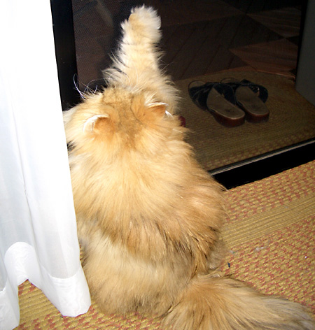 猫, チンチラ・ゴールデン, 来夢, 来喜