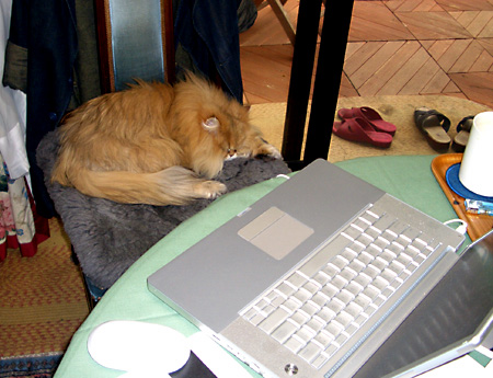 猫, チンチラ・ゴールデン, 来夢, 来喜