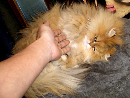 猫, チンチラ・ゴールデン, 来夢, 来喜