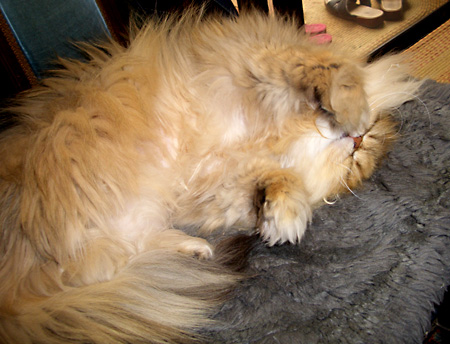 猫, チンチラ・ゴールデン, 来夢, 来喜