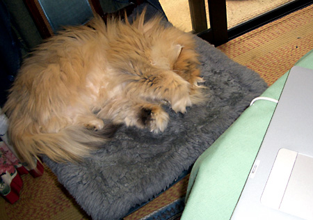 猫, チンチラ・ゴールデン, 来夢, 来喜