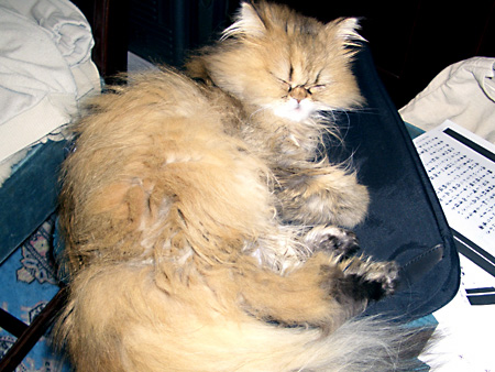 猫、チンチラ・来夢、来喜、ミドリガメ・マックス、コロタン