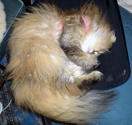 猫, チンチラ・ゴールデン, 来夢, 来喜