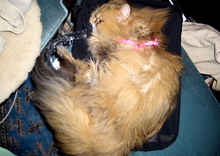 猫, チンチラ・ゴールデン, 来夢, 来喜