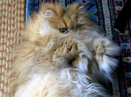 猫, チンチラ・ゴールデン, 来夢, 来喜