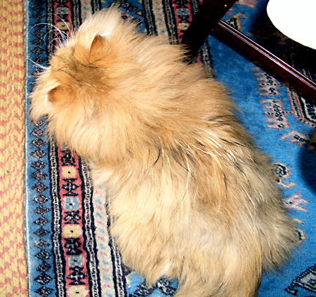 猫, チンチラ・ゴールデン, 来夢, 来喜