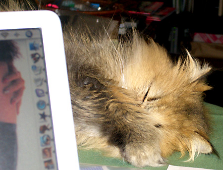 猫, チンチラ・ゴールデン, 来夢, 来喜