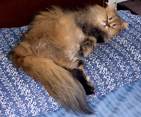 猫, チンチラ・ゴールデン, 来夢, 来喜