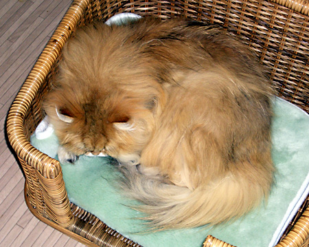 猫, チンチラ・ゴールデン, 来夢, 来喜