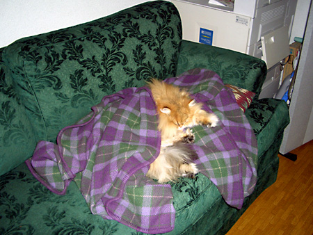 猫、チンチラ・来夢、来喜、ミドリガメ・マックス、コロタン