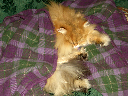 猫、チンチラ・来夢、来喜、ミドリガメ・マックス、コロタン