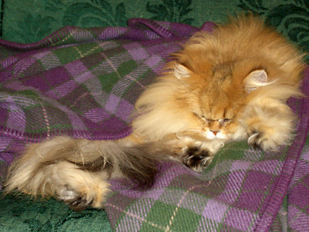 猫、チンチラ・来夢、来喜、ミドリガメ・マックス、コロタン