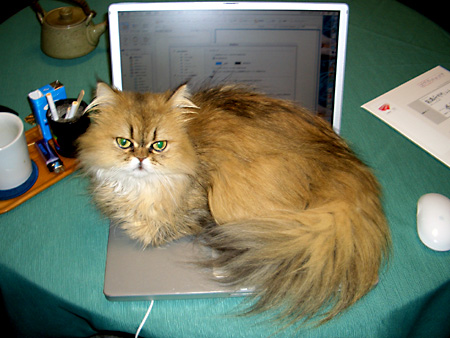 猫、チンチラ・来夢、来喜、ミドリガメ・マックス、コロタン