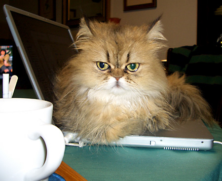 猫, チンチラ・ゴールデン, 来夢, 来喜