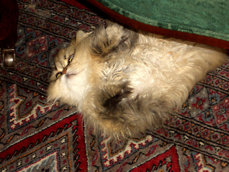 猫、チンチラ・来夢、来喜、ミドリガメ・マックス、コロタン