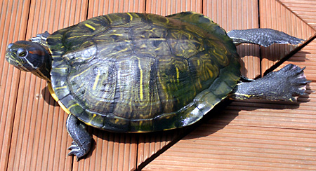 猫, チンチラ・ゴールデン, 来夢, 来喜