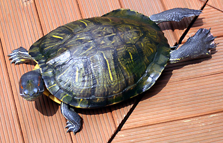 猫, チンチラ・ゴールデン, 来夢, 来喜