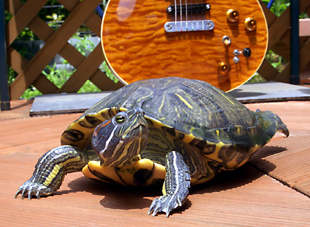 猫, チンチラ・ゴールデン, 来夢, 来喜