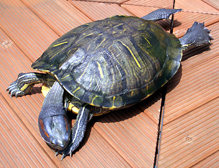 猫, チンチラ・ゴールデン, 来夢, 来喜