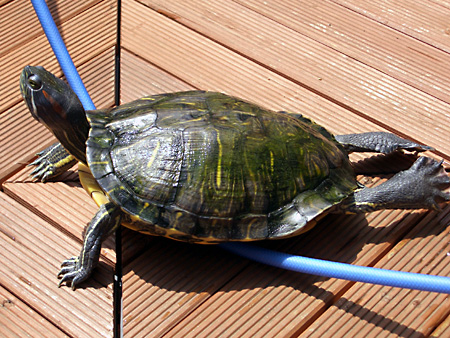 猫、チンチラ・来夢、来喜、ミドリガメ・マックス、コロタン