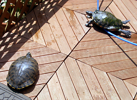 猫, チンチラ・ゴールデン, 来夢, 来喜