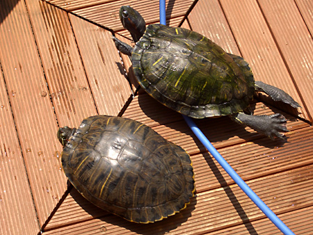 猫、チンチラ・来夢、来喜、ミドリガメ・マックス、コロタン