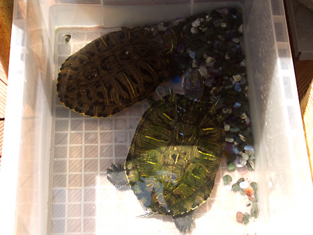 猫、チンチラ・来夢、来喜、ミドリガメ・マックス、コロタン