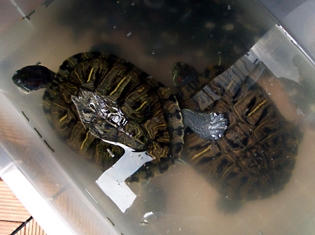 猫, チンチラ・ゴールデン, 来夢, 来喜