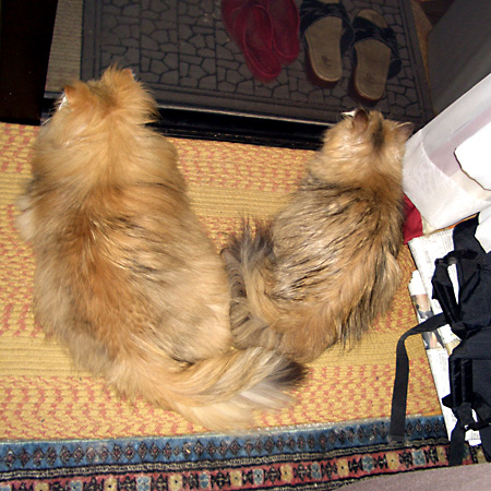 猫, チンチラ・ゴールデン, 来夢, 来喜