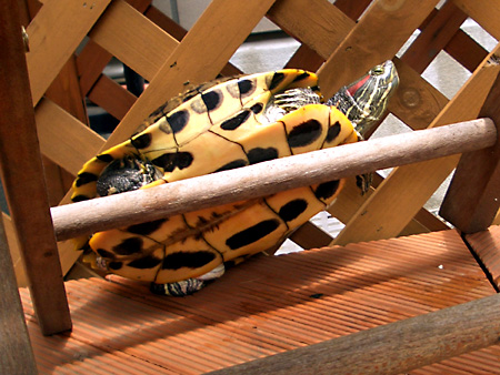 猫、チンチラ・来夢、来喜、ミドリガメ・マックス、コロタン