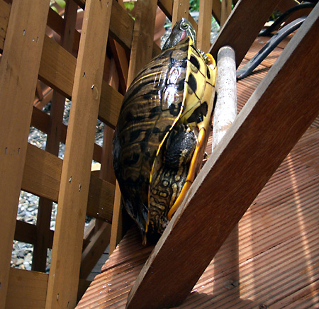 猫, チンチラ・ゴールデン, 来夢, 来喜