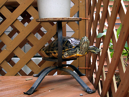 猫、チンチラ・来夢、来喜、ミドリガメ・マックス、コロタン